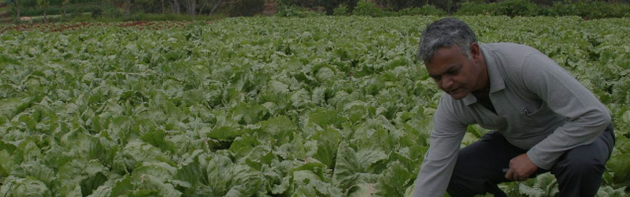 Exotic vegetable cultivation and management