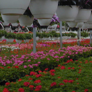 Floriculture plant cultivation techniques and management