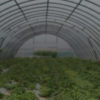 Green house and poly house cultivation management