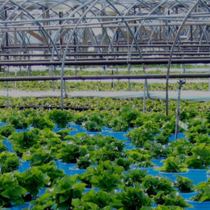Horticulture plant cultivation techniques and management
